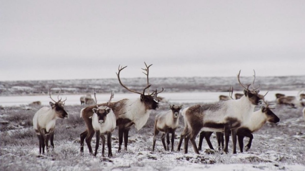 woodland caribou