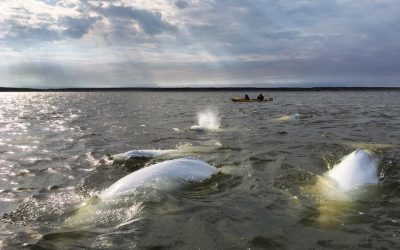 Churchill Photo of the Week – Belugas