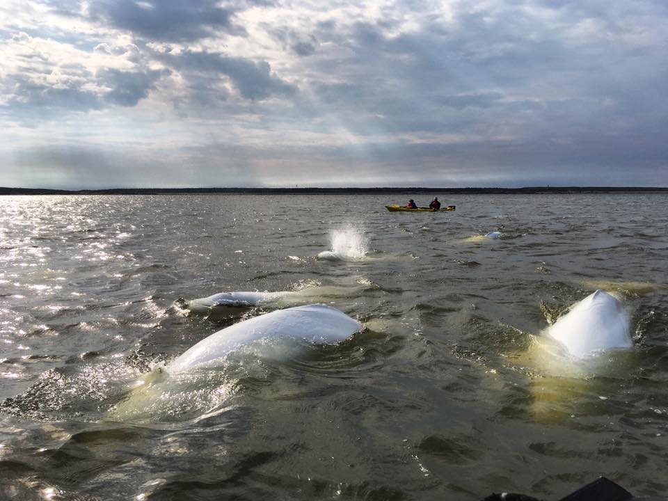 Beluga Whales in Churchill