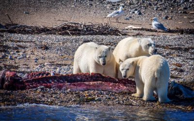 Churchill Weekly Photo – Polar Bear Feast