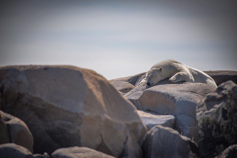 polar bear in Churchill