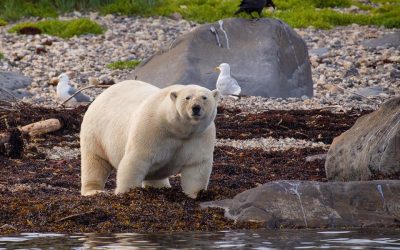 Churchill’s Polar Bears of August