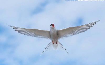 Churchill Sunday Photos – Arctic Tern