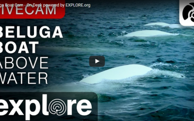 Underwater Beluga Cams – Two Worlds