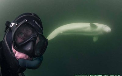 Churchill Weekly Photo – Beluga Selfie