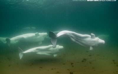 Belugas in the Hudson Bay