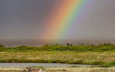Churchill Summer Treasures