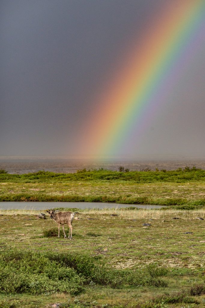 caribou on the Churchill tundra