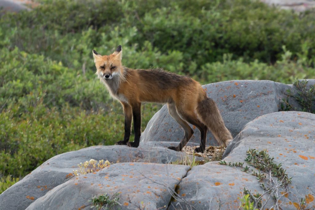 Red fox in Churchill.