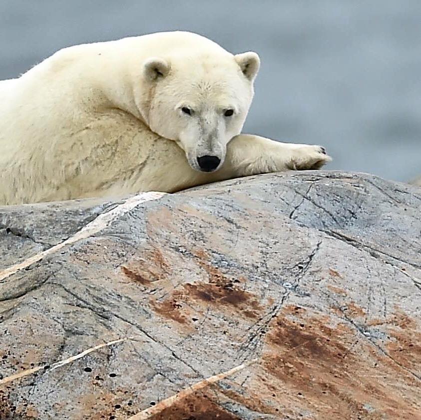 polar bear in Churchill