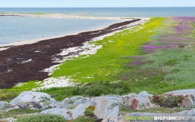 Churchill Weekly Photos – Signs of Summer