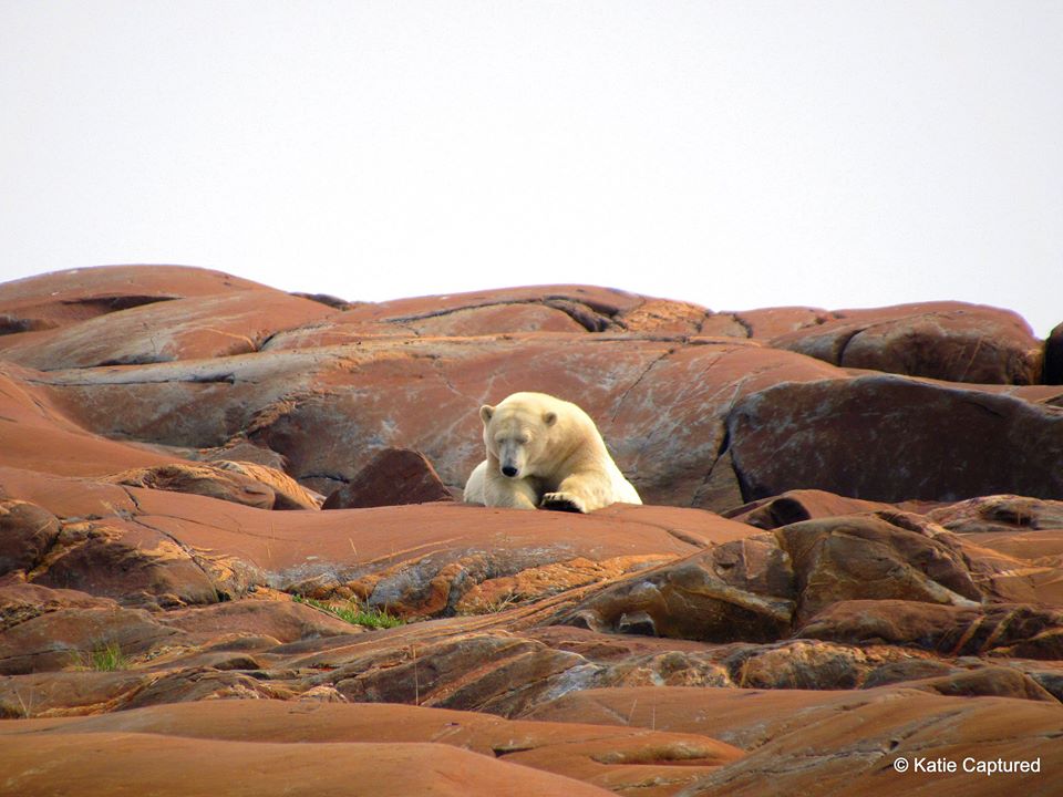 polar bear on eskimo point Churchill