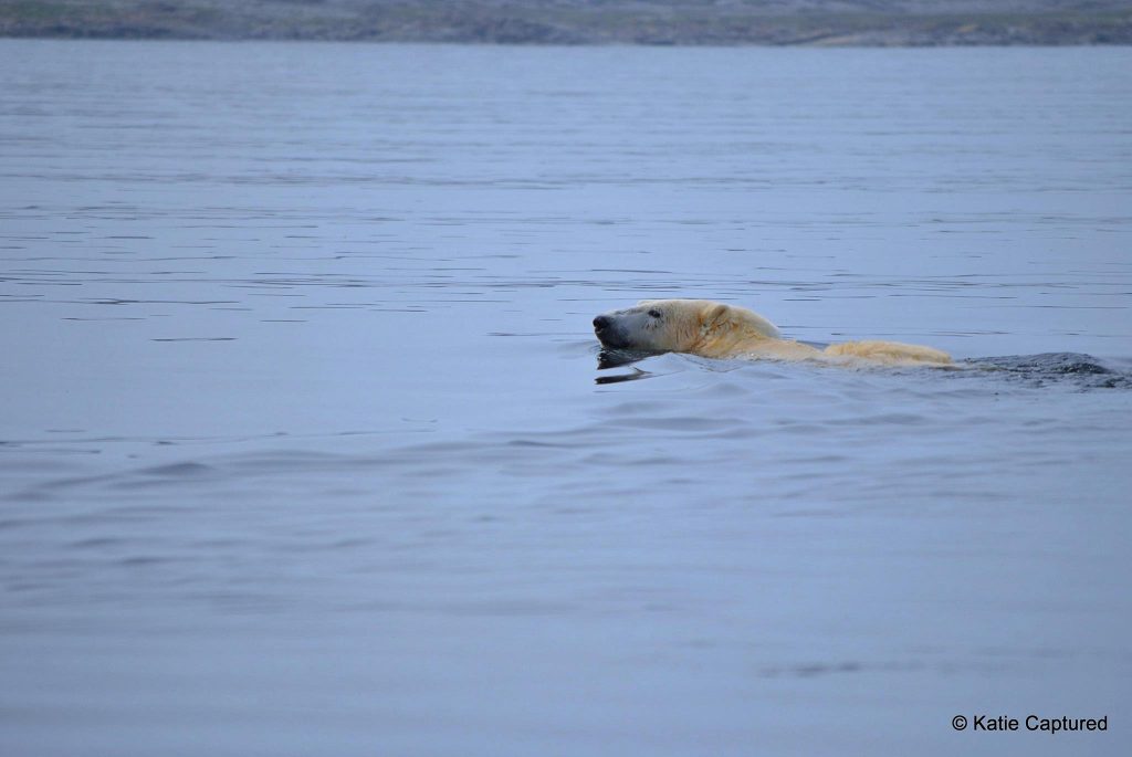 polar bear churchill