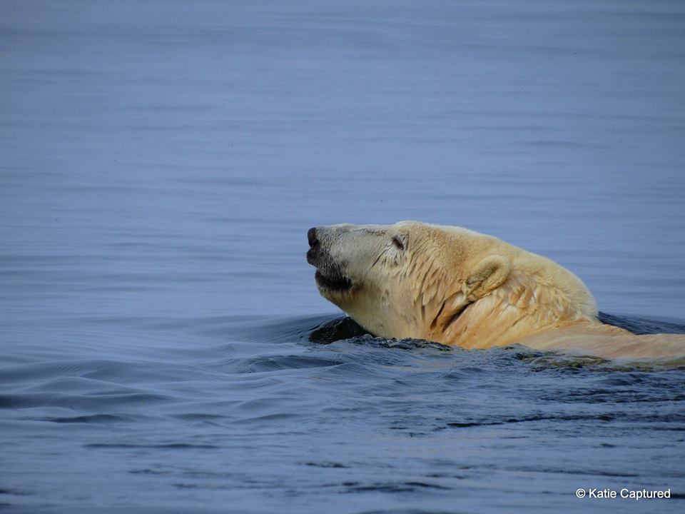 polar bear swimming Churchill, Manitoba