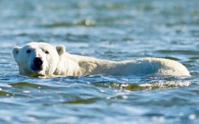 Polar Bear Stats and Wolf in Churchill