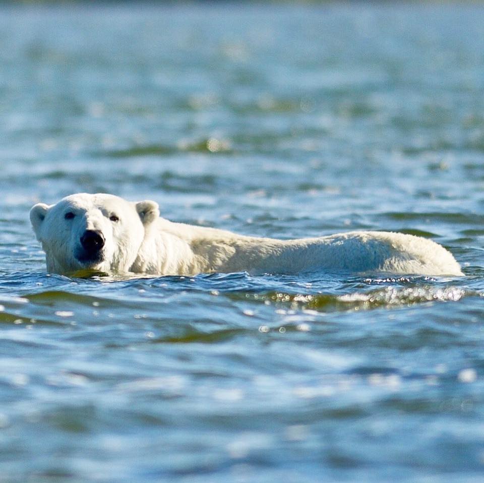 polar bear in Churchill