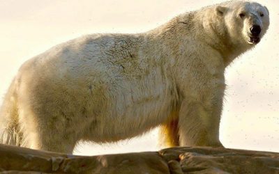 Churchill Polar Bear Stats