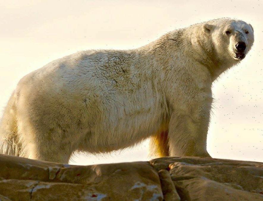 Polar bear in Churchill