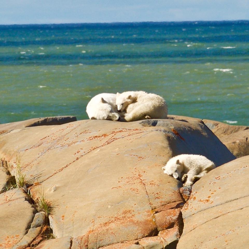 polar bear family churchill