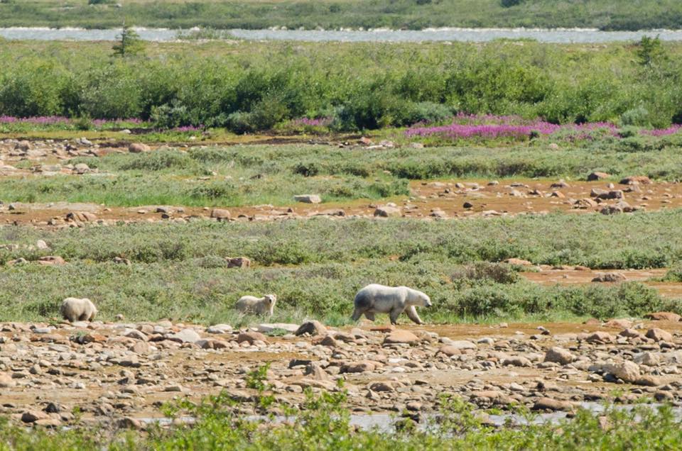 polar bear family in Churchill, Manitoba
