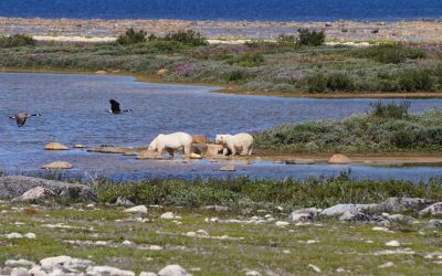 SPRING COMES TO CHURCHILL