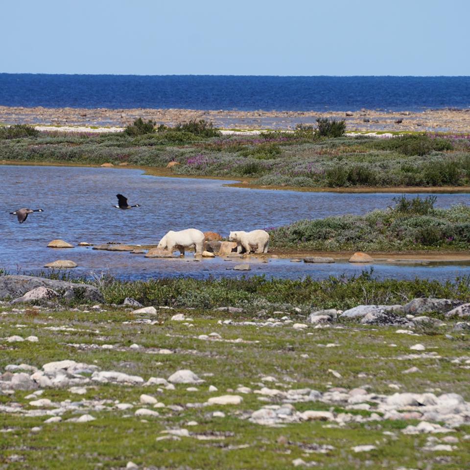 Churchill polar bears Hudson Bay
