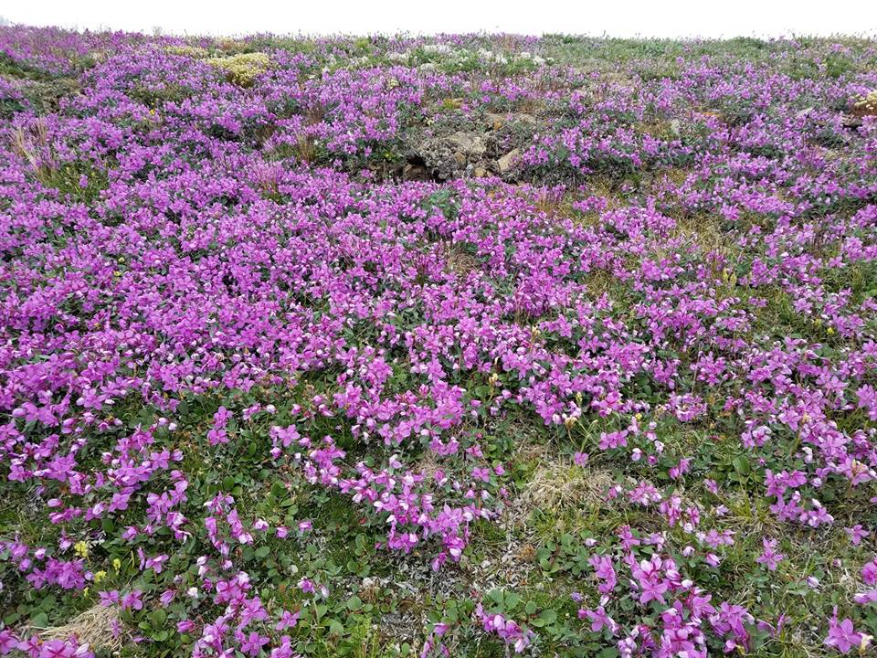 Dwarf firewweed in Nunavut
