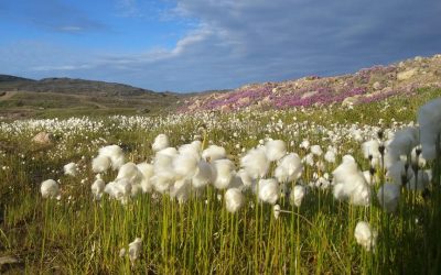 Nunavut Wildflowers and Wolves