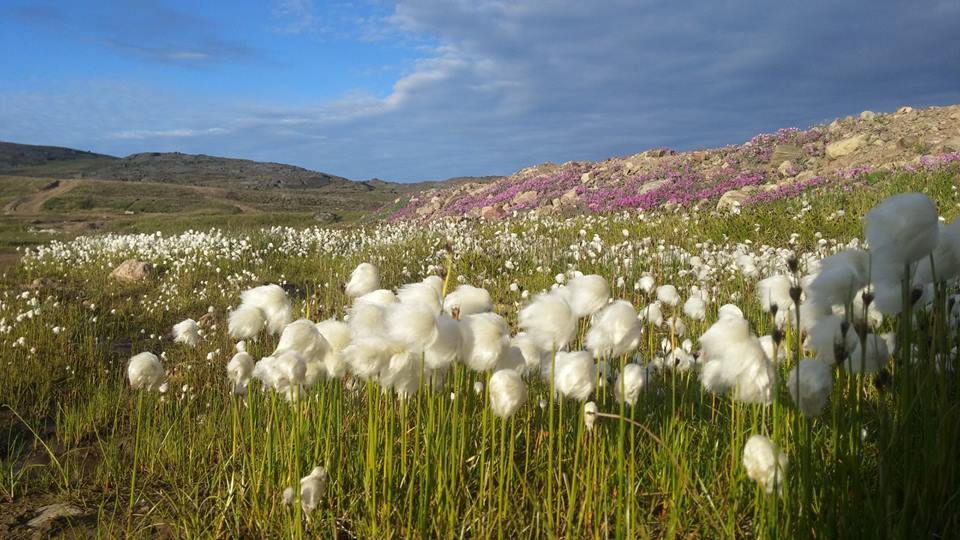 Arctic cotton Nunavut