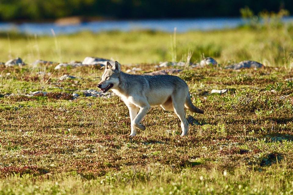 wolf in Churchill, Manitoba