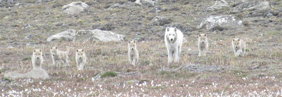 Wo;f pups Alert Nunavut