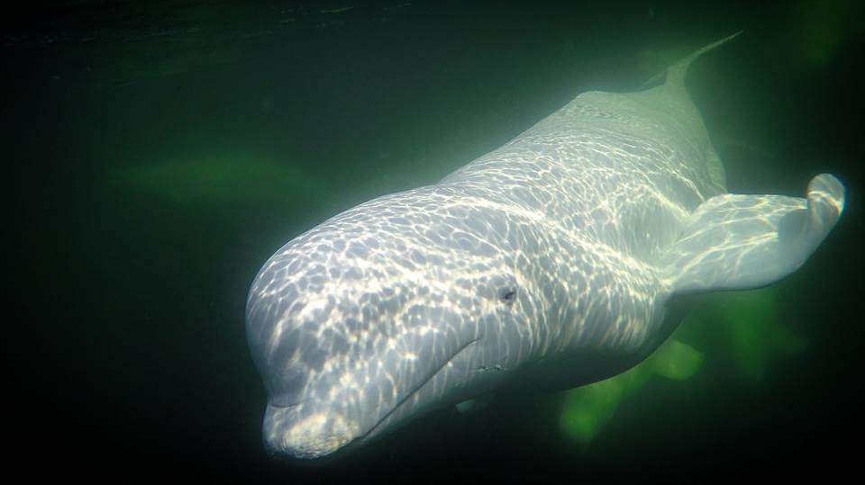 Belugas in churchill river
