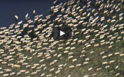 Churchill Video of the Week – Caribou Migration