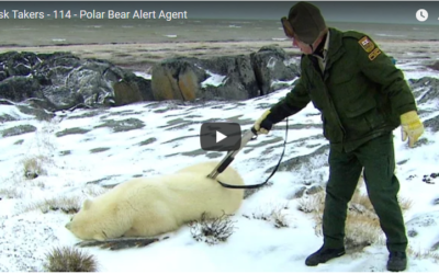 Churchill Video of the Week – Polar Bear Alert