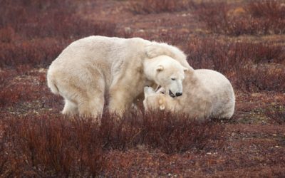 Churchill Polar Bear Adventure Photo Tips