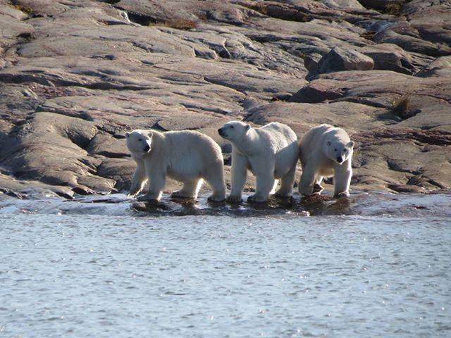 polar bears in Chesterfield inlet