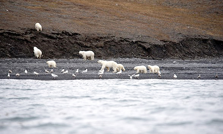 polar bears on Wrangell island 
