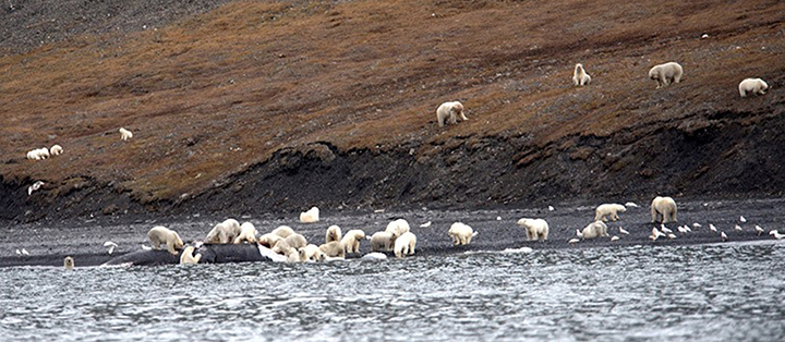 polar bears on Wrangell Island