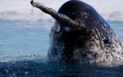 Retired Canadian Mountie Sentenced to Prison