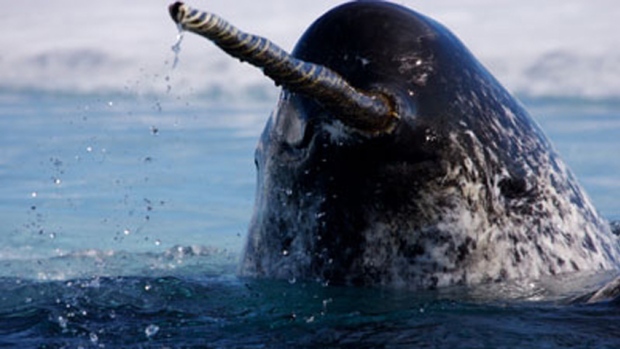 narwhal and tusk