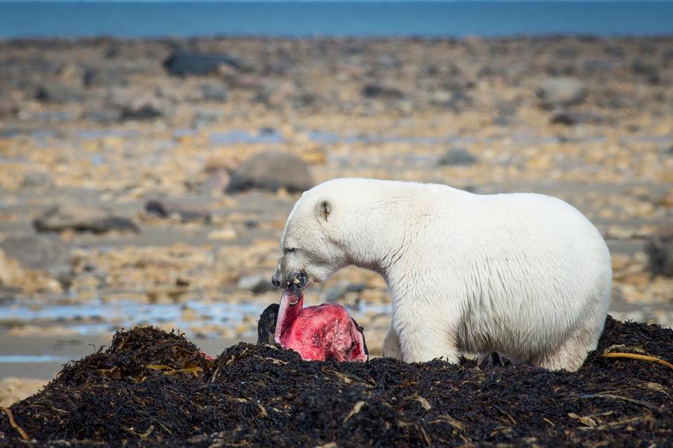 polar bear and seal kill churchill, MB
