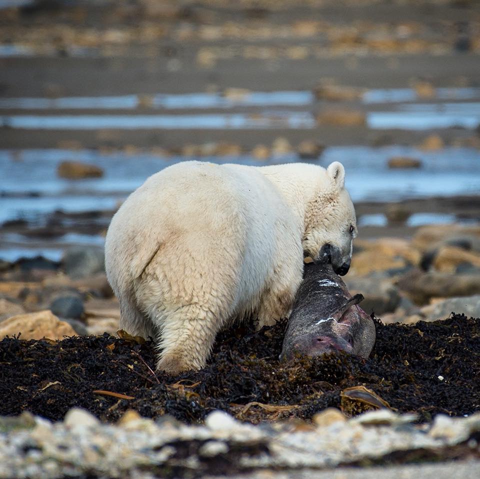 Polar bear and seal Churchill, MB