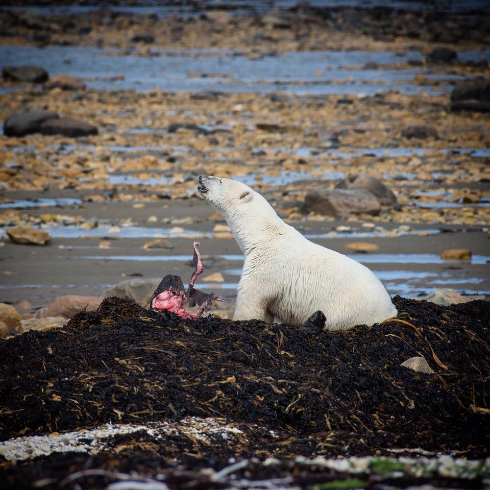 Polar bear and seal kill Churchill, Manitoba