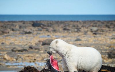 Churchill Sunday Photo – Seal Meal