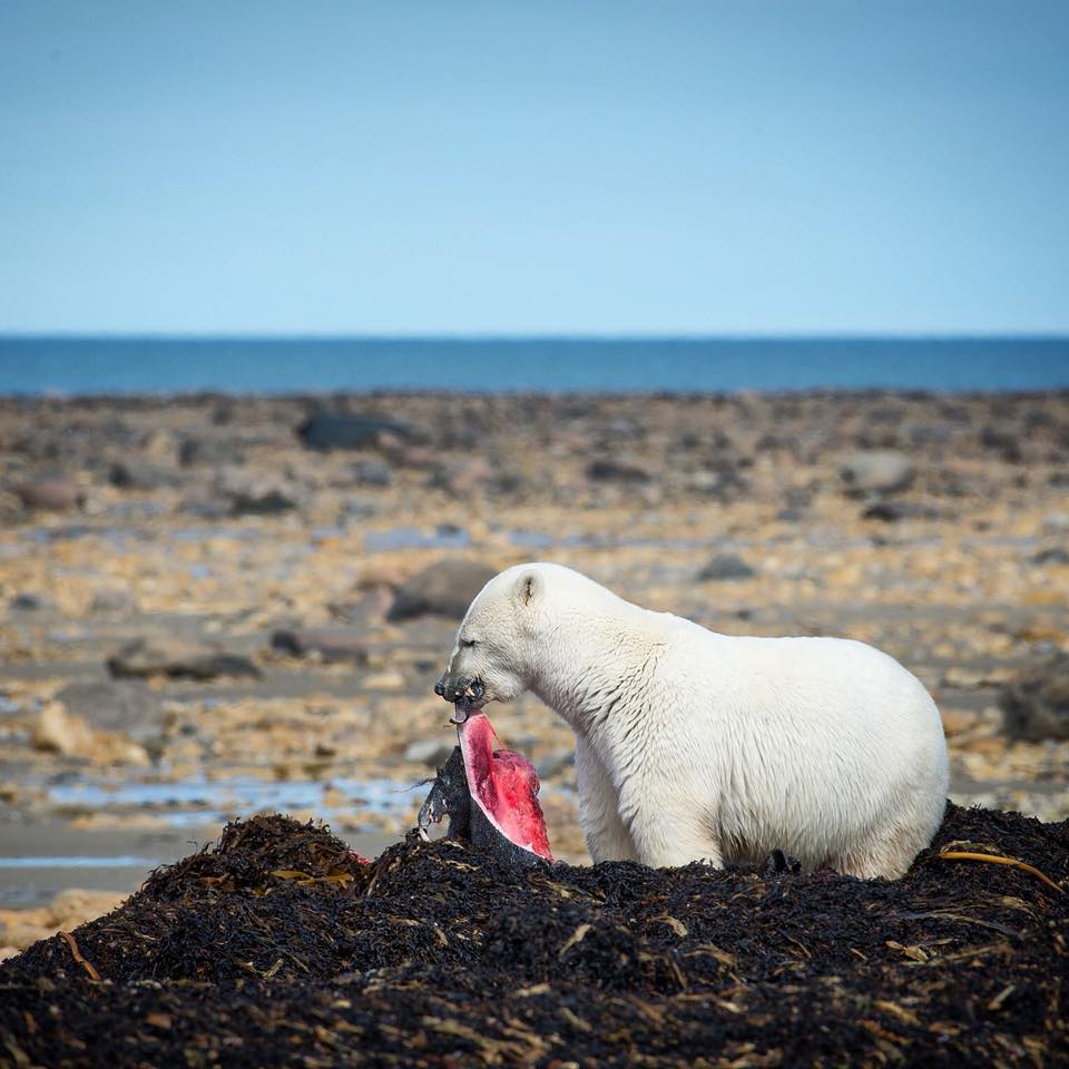 polar bear and seal kill