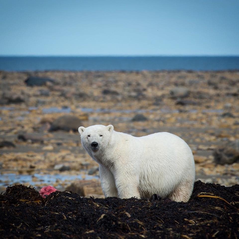 polar bear and seal kill churchill, Manitoba