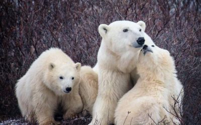 Polar Bears Abound on Churchill Tundra