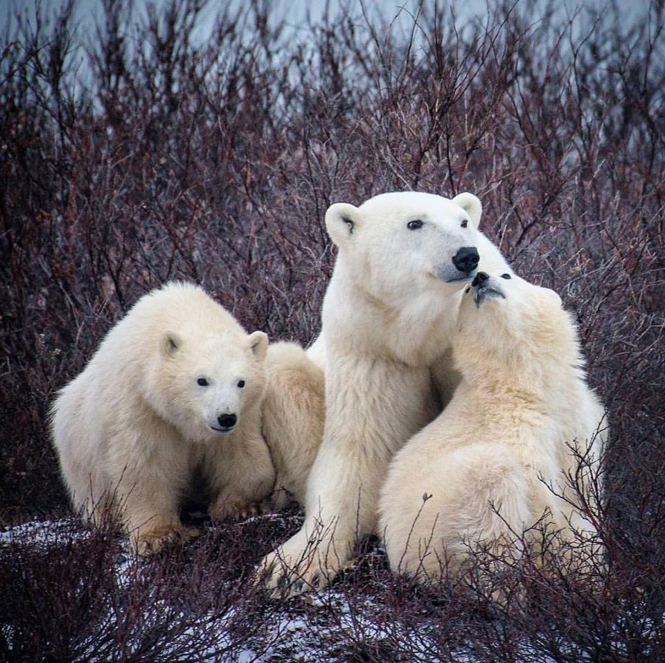 Polar bear cubs and mom in Churchill