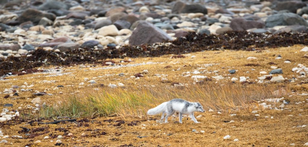 Arctic fox in Churchill