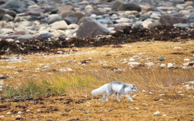 Wildlife of Polar Bear Season